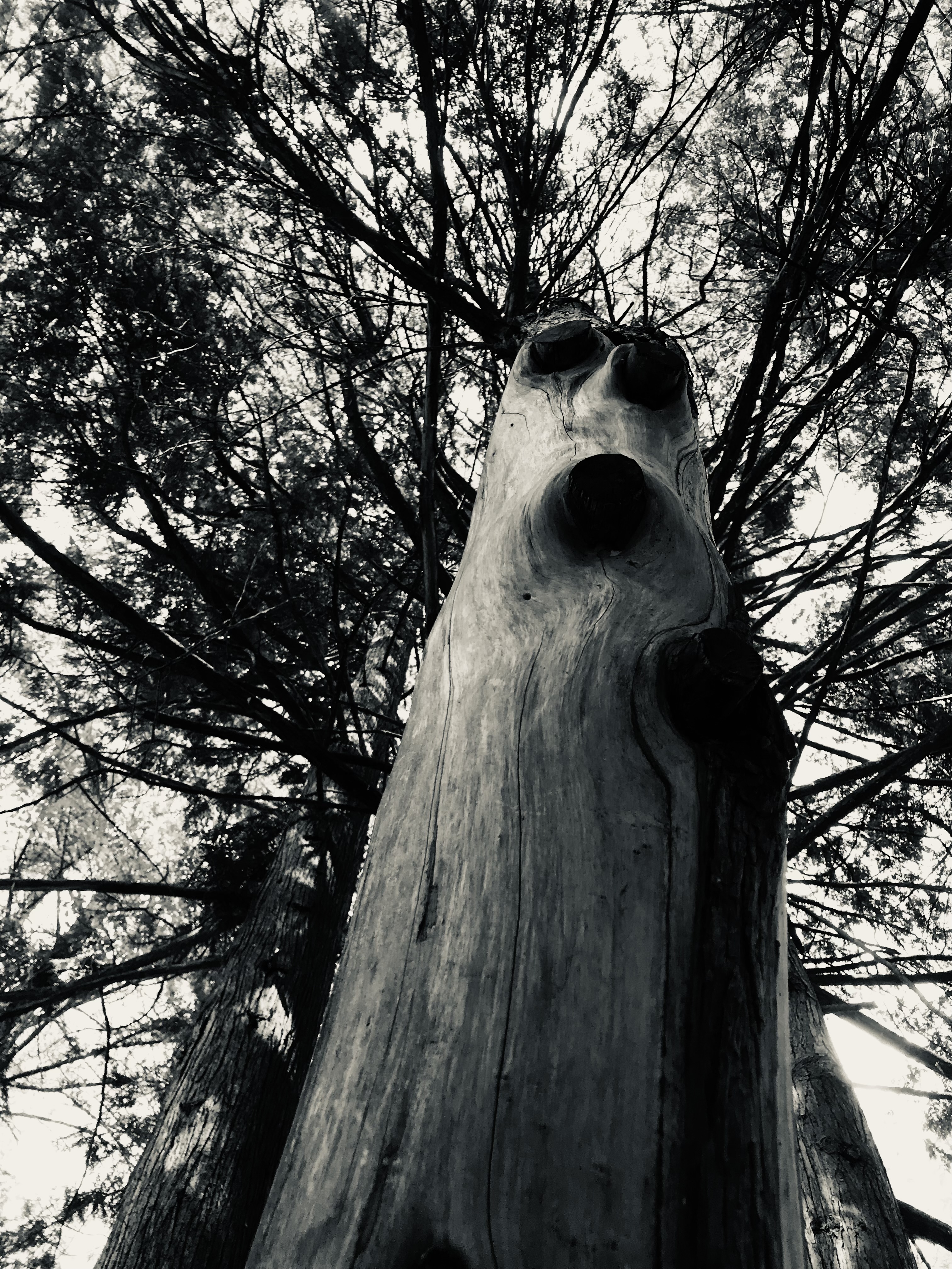 Arbre tronc monstre